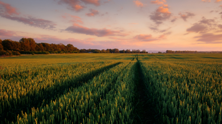 Regulamentos e perspectivas no setor agropecuário em 2026: o que esperar do FIAGRO.